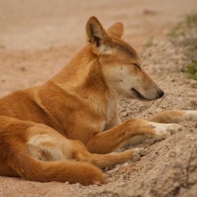 Where did the Dingo go? By Lauren Sweet