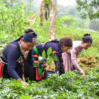 Chuyển đổi xanh - Khắc phục khó khăn, phát triển vùng dược liệu đa dạng và bền vững