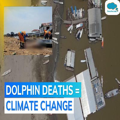 Video: over 100 dolphins die in Brazils Amazon rainforest