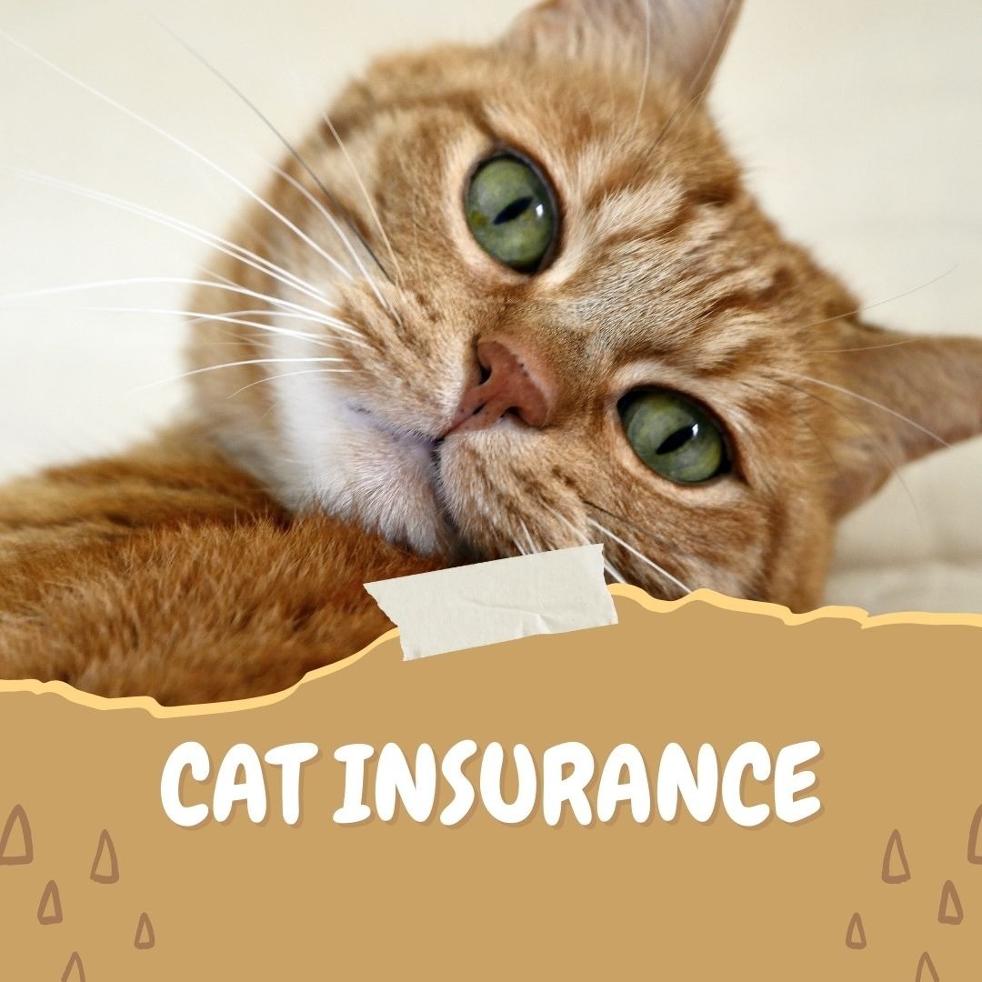Cat Insurance
