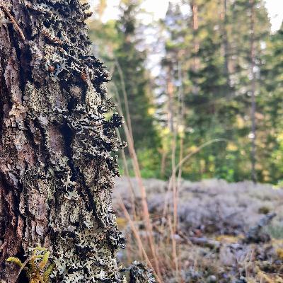 Prezentare podcast ro 🇷🇴🇷🇴