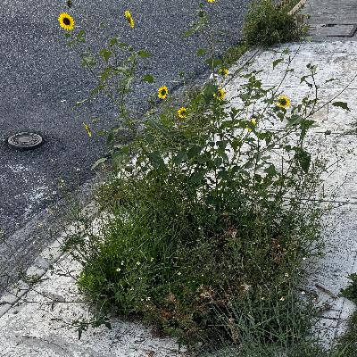 I can care without carrying