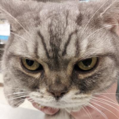 Cats hate our social distancing: urethral obstructions and FIC