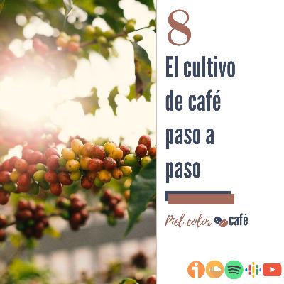 EP8. Todo lo que deberías saber sobre el cultivo del café