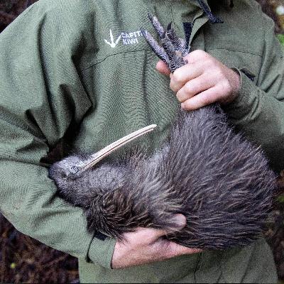 The Ambitious Effort to Save New Zealand’s Iconic Bird