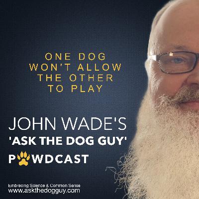 Owner's One Dog Won't Let Her Other Dog Play With Any Other Dog Owner's One Dog Won't Let Her Other Dog Play With Any Other Dog