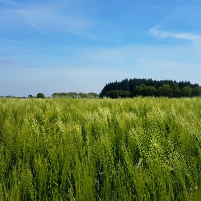 Das Geheimnis des Schlenderns