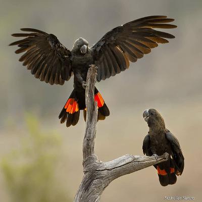 Glossy Black Cockatoo Citizen Science with HARRY HACKETT