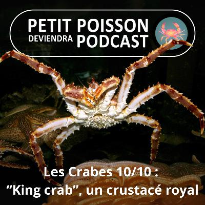 S04E40 Les Crabes : “King crab”, un crustacé royal