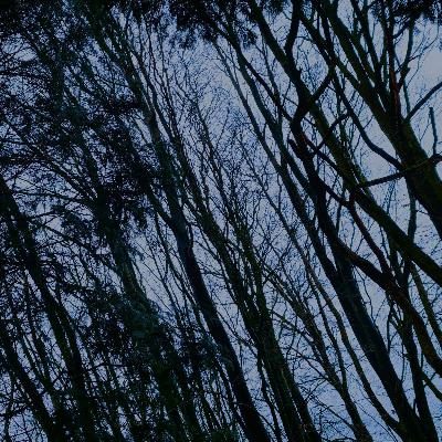 292 Moorland trees in December gales - Derbyshire (sleep safe after owls at start)