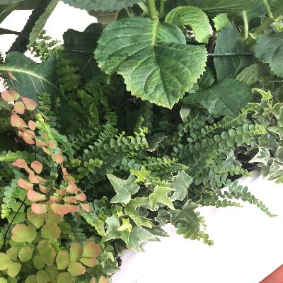 Hydrangea Railing or Window Box DIY Hydrangea Railing or Window Box DIY