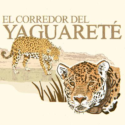 E02 · El corredor del yaguareté