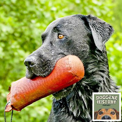 Labrador Retrievers: From Fishing Boats to Suburban Sofas