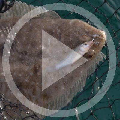 LISTEN: Fishing Report - 11.20.19 - Fish on! - Flounder are biting - listen to what bait to use