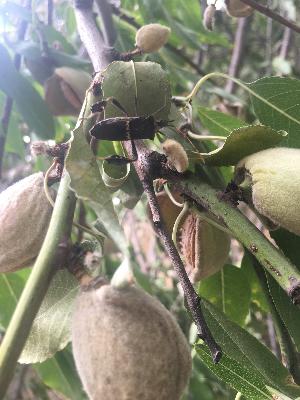 Leaffooted Plant Bug & Stink Bugs Part I: Phenology and Monitoring (2025)