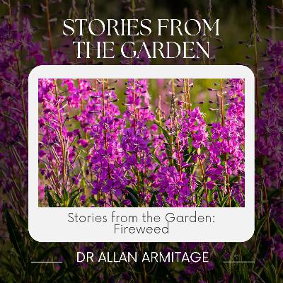 Stories from the Garden: Fireweed Stories from the Garden: Fireweed