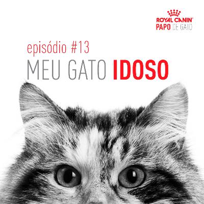 Meu gato idoso