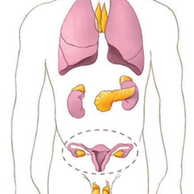 Sistema endocrino y sus funciones.