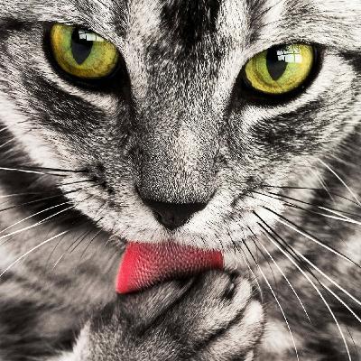 AVANCE!! Ronroneo de gato para dormir