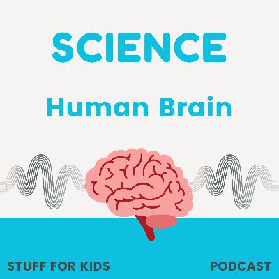 Human Brain Human Brain