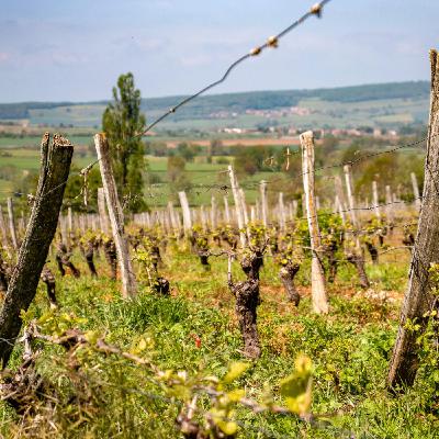 Voyage viticole dans le Rhône septentrional