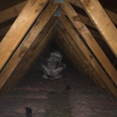 A-009 "Attic dweller" A-009 "Attic dweller"