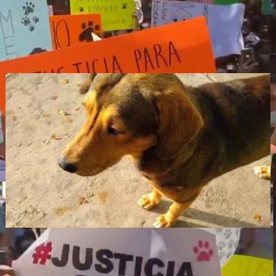 Maltrato Animal 💔🐾