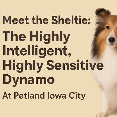 Meet the Sheltie: The Highly Intelligent, Highly Sensitive Dynamo