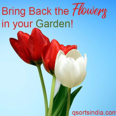 Bring Back the Flowers in your Garden!