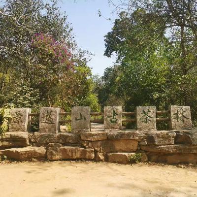 vol 46. 世界遗产景迈山凭什么提前锁定我的年度最佳？