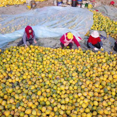 China maps out priorities for rural work in 2026