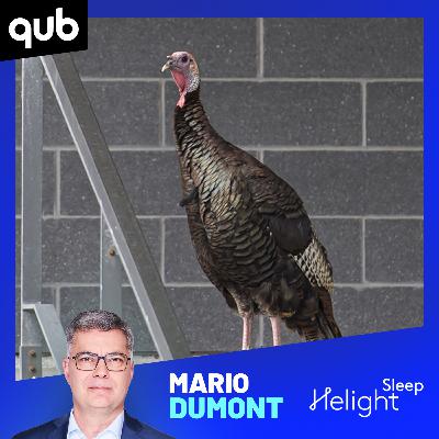 Dindons sauvages en Beauce: «Là ce n’est plus drôle!», déclare Denis Mercier, producteur agricole Dindons sauvages en Beauce: «Là ce n’est plus drôle!», déclare Denis Mercier, producteur agricole