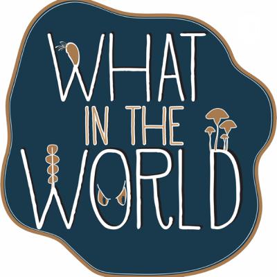 Real Life Superpowers and the World of Spinch