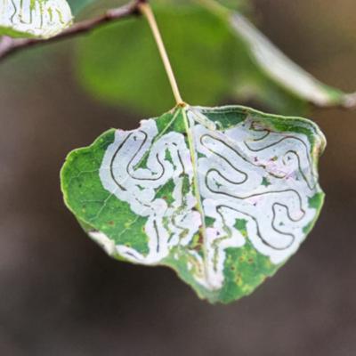 Ep. 37: Minecraft: the secret lives of leafminers Ep. 37: Minecraft: the secret lives of leafminers