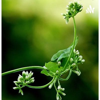 Este podcast se trata sobre la botánica y su importancia Este podcast se trata sobre la botánica y su importancia