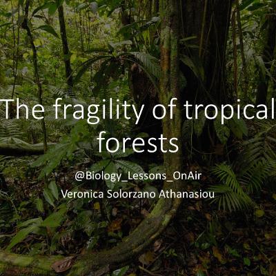 The fragility of tropical forests