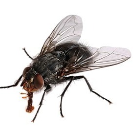 صدای مگس