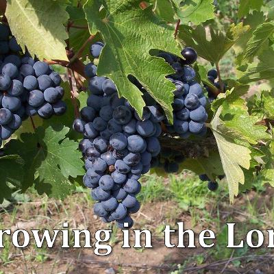 Growing in the Lord