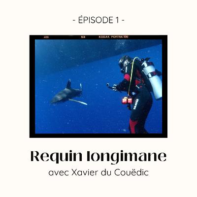 01. Requin longimane avec Xavier du Couëdic 01. Requin longimane avec Xavier du Couëdic