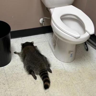 Pod Pick: The Drunkest Raccoon Pod Pick: The Drunkest Raccoon