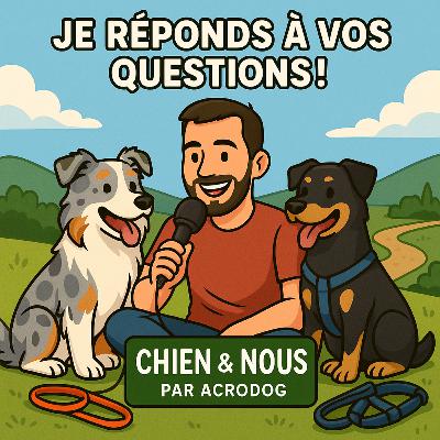 Je réponds à vos questions : adolescence, harnais, friandises, peurs, canicross et plus !