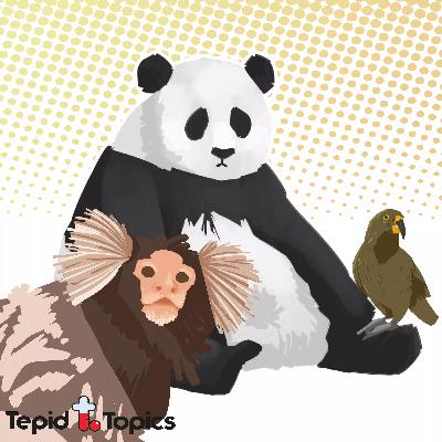 ep. 38 // keas, pandas and marmosets