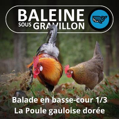 S07E79 Balade en basse-cour 1/3 : Nos ancêtres les (poules) Gauloises (Rémi Dupouy)