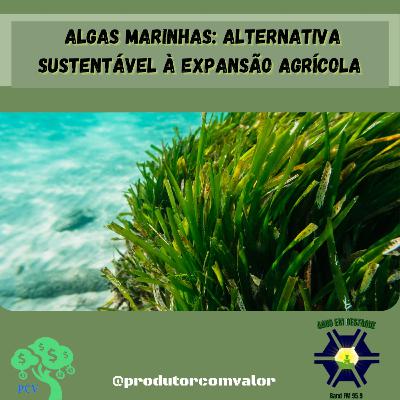Algas marinhas: alternativa sustentável à expansão agrícola Algas marinhas: alternativa sustentável à expansão agrícola