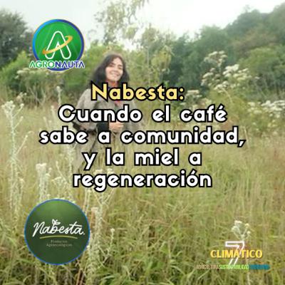 Nabesta: cuando el café sabe a comunidad, y la miel a regeneración