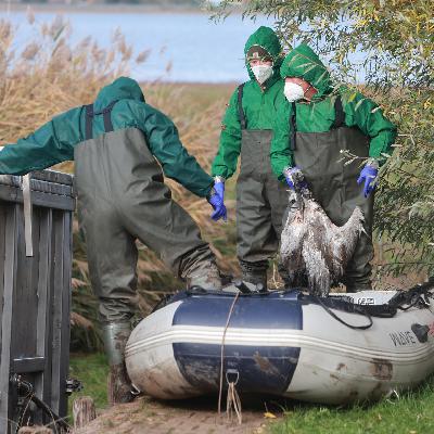 Vogelgrippe - Kraniche sind ungewöhnlich stark betroffen