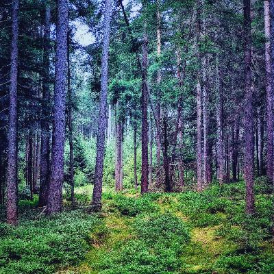 Relaxing ambient sound recording, Entspannende Naturklänge 5.