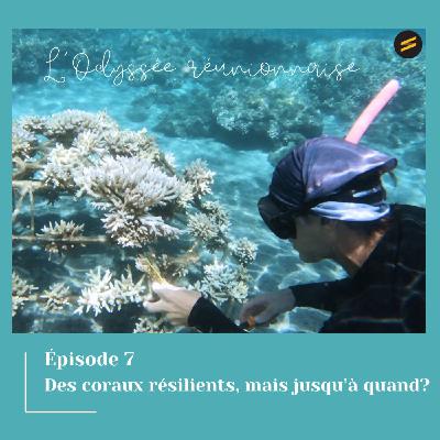 Des coraux résilients, mais jusqu'à quand? - Episode 7- L'Odyssée réunionnaise Des coraux résilients, mais jusqu'à quand? - Episode 7- L'Odyssée réunionnaise