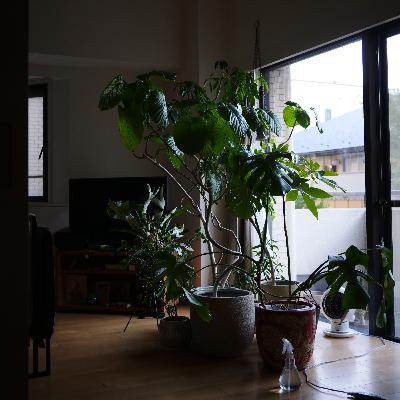 471.冬の植物管理の4つのコツ