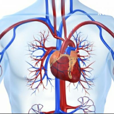 Sistema Respiratório Cardiovascular